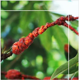 NATURAL DYES