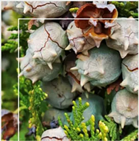 NATURAL DYES